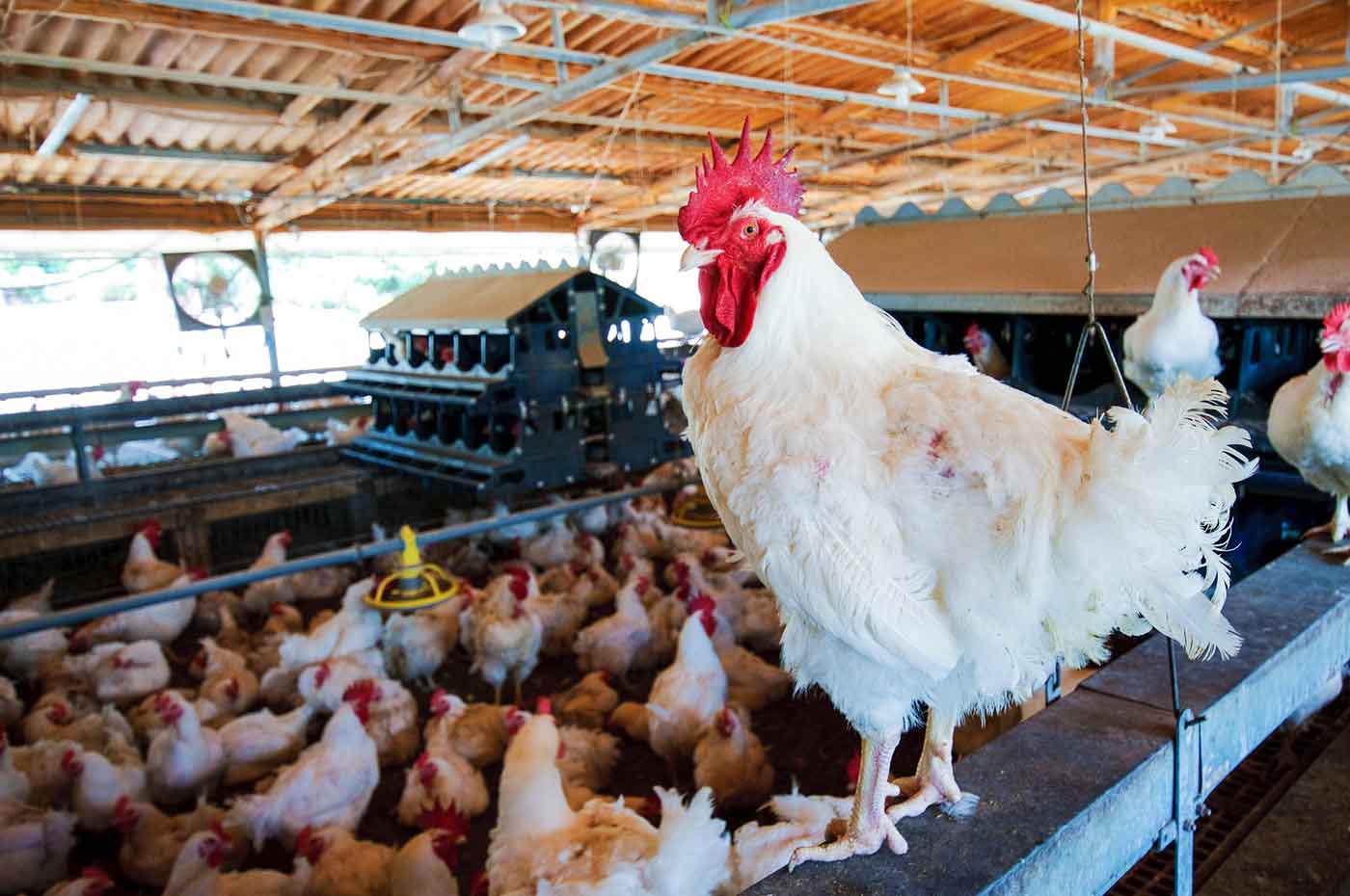 tyson-begins-48-million-poultry-production-expansion-as-chicken-demand